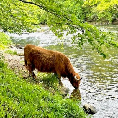 Animal Drinking Water Suite