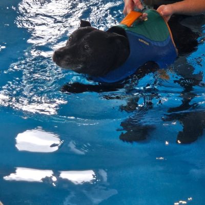 Canine Hydrotherapy